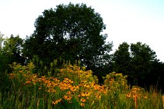 photo 0095